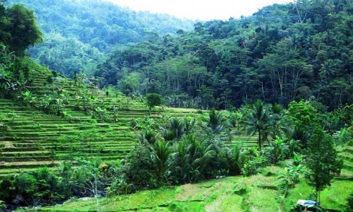 Zdjecie INDONEZJA / Jawa / trasa Bandung Yogyakarta / jawajskie pejzae