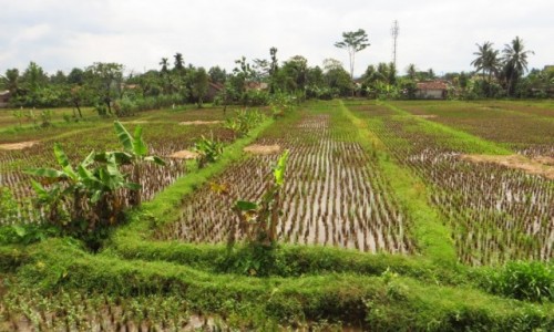 Zdjcie INDONEZJA / Jawa / trasa Bandung Yogyakarta / jawajskie pejzae