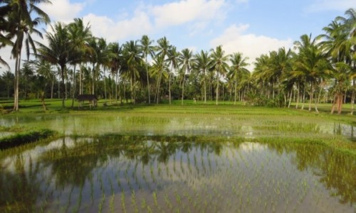 Zdjecie INDONEZJA / Bali / gdzie na wyspie / krajobrazy Bali