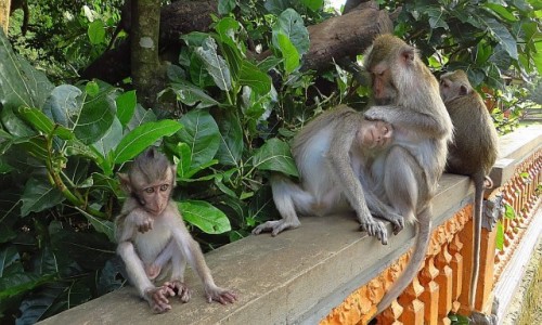 Zdjęcie INDONEZJA / Bali / gdzieś na wyspie / Święty Las Małp