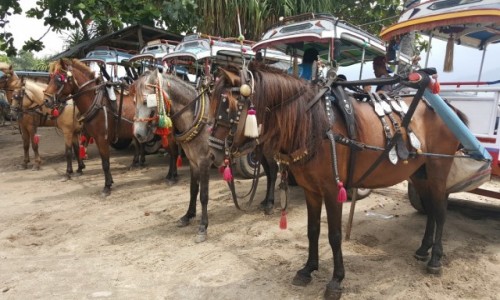 Zdjecie INDONEZJA / - / Wyspa Gili Air / Taxi Indonezja 