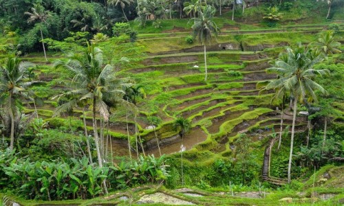 Zdjecie INDONEZJA / Bali / Tegallalang / Tarasy ryowe