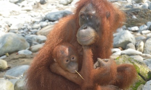 Zdjecie INDONEZJA / Sumatra / Bukit Lawang / Gunung Leuser