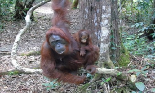 Zdjecie INDONEZJA / Borneo / Borneo / Rodzina orangutanw