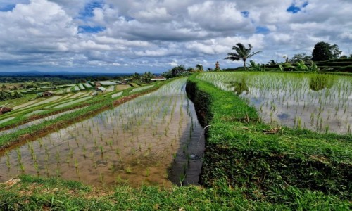 Zdjęcie INDONEZJA / Bali / Jatiluwih / Pola ryżowe