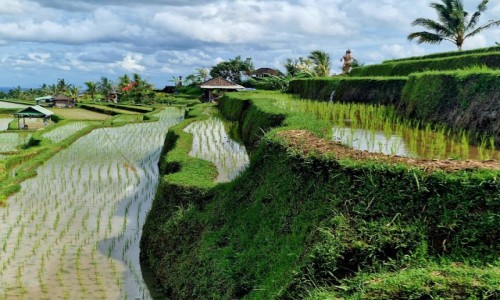 Zdjęcie INDONEZJA / Bali / Jatiluwih / Tarasy ryżowe