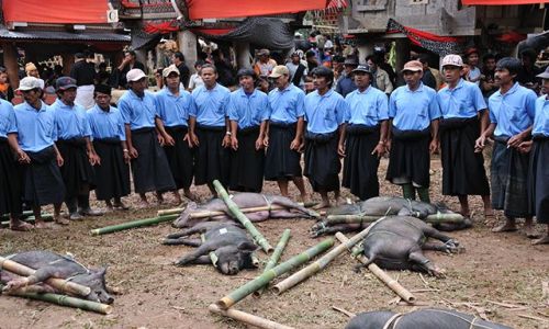 Zdjecie INDONEZJA / Sulawesi / Tana Toraja / Rytualny piew nad przygotowanymi do zabicia winiami