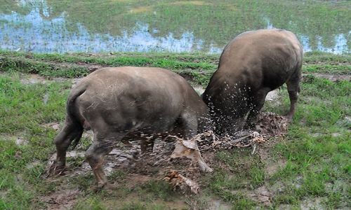 Zdjęcie INDONEZJA / Sulawesi / Tana Toraja / Ceremonia pogrzebowa i walka bawołów na ryżowisku