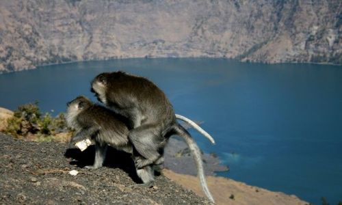 Zdjecie INDONEZJA / Jawa / Gunung Rinjani / i wg naszych 