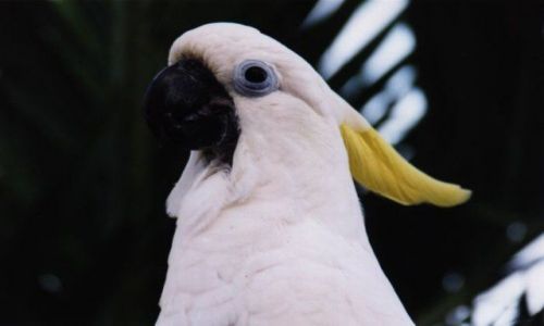 Zdjecie INDONEZJA / West Papua / Biak / Jakob