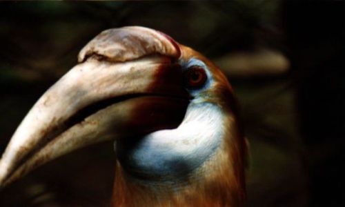 Zdjęcie INDONEZJA / West Papua / Bosnik / Kto tu jest bardziej ciekawy....