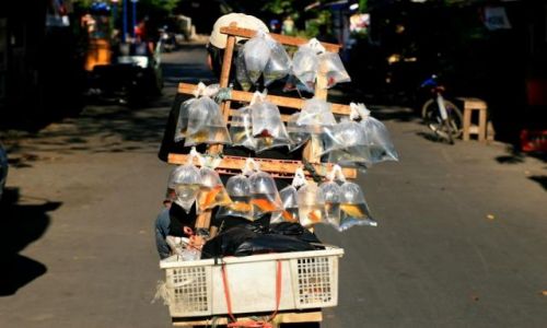 Zdjecie INDONEZJA / jawa / jakarta / sprzedawca rybek