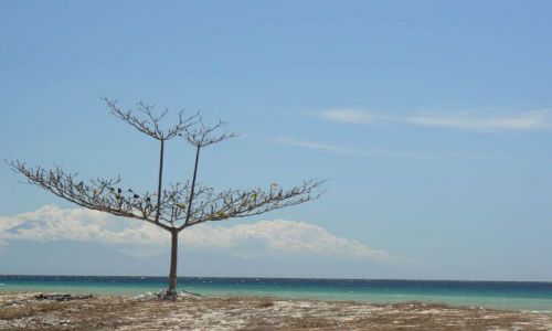 Zdjecie INDONEZJA / brak / Gili Trawangan / Gili tree