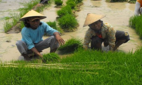 Zdjęcie INDONEZJA / Jawa / Jawa centralna / na ryżowisku