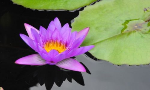 Zdjecie INDONEZJA / Pura Taman Ayun na Bali / teren świątyni / coś dla naszych dziewczyn