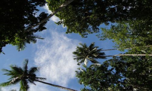 Zdjęcie INDONEZJA / Sulawesi ( Celebes ) / Pulisan / Palmy