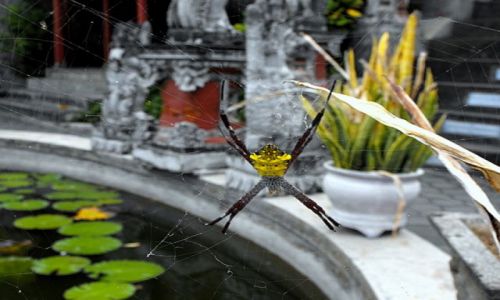 Zdjecie INDONEZJA / Bali / Lovina / zapajęczyniona światynia