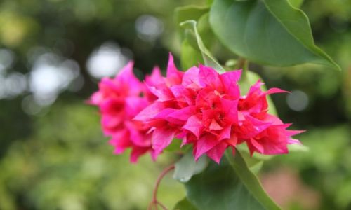 Zdjęcie INDONEZJA / Indonezja / Gili / Moja kolej na kwiatki