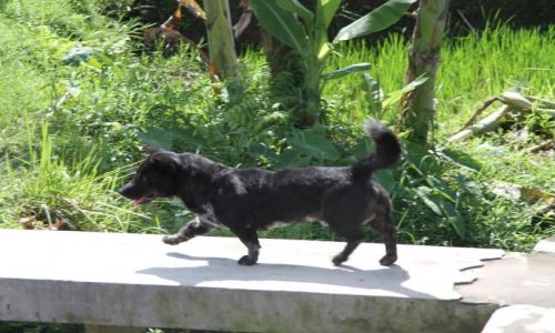 Zdjecie INDONEZJA / Indonezja / BALI / Piesek