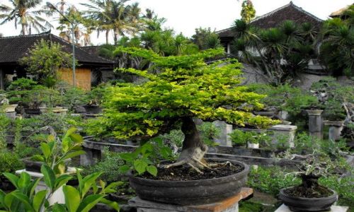Zdjęcie INDONEZJA / Sanur/Bali /