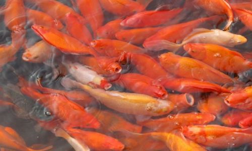 Zdjęcie INDONEZJA / Bali / w malym stawie / rybki