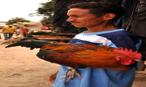 Zdjcie INDONEZJA / Demokratyczna Republika Timor Leste / Baucau / Pan z Kogutem (ulubiecem Timorczykw) 1 
