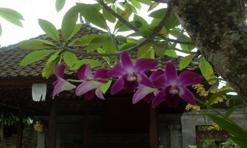 Zdjęcie INDONEZJA / Bali / Ubut / ... przydomowe drzewo...