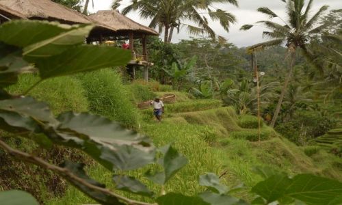Zdjęcie INDONEZJA / Bali / okolice Ubut... / ... ryżowe tarasy ...