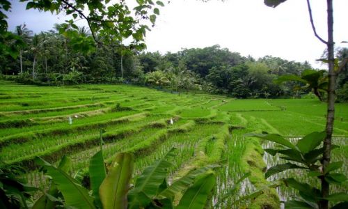 Zdjecie INDONEZJA / Bali / srodkowe Bali / tarasy ryowe
