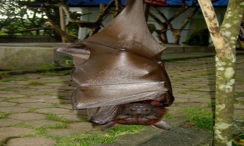 Zdjecie INDONEZJA / Bali / wity las Alas Kedaton /  a ja sobie pi na dowolnie wybranej gazi