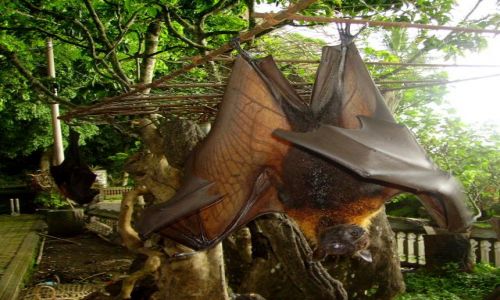 Zdjecie INDONEZJA / Bali / wity las Alas Kedaton / czas rozprostowa skrzyda