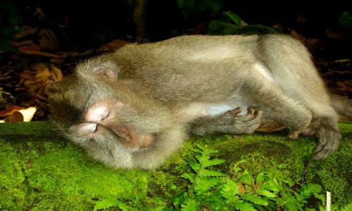 Zdjecie INDONEZJA / Bali / Ubud - Monkey Forest / sodkich snw