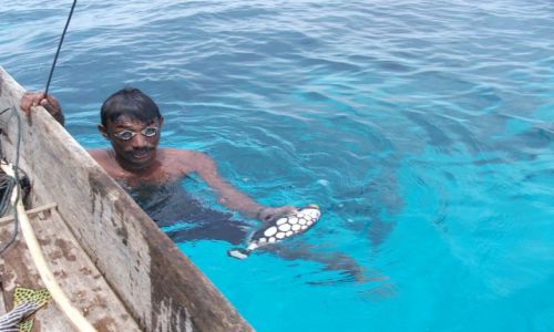 Zdjcie INDONEZJA / Togian Islands (Sulawesi) / Kadidiri / ... kusz ...