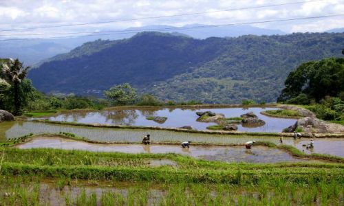 Zdjcie INDONEZJA / Sulawesi Poudniowe / kraina Tana Toradja / praca na poletkach ryowych