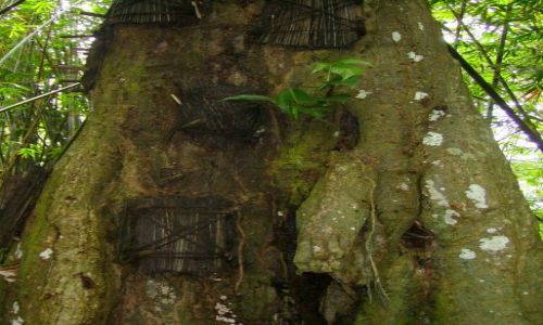 Zdjęcie INDONEZJA / Sulawesi Południowe / Kambira / drzewa- grobowce dzieci