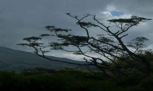 Zdjęcie INDONEZJA / Flores / okolice Bena / ... zbocze...(nie?) ...