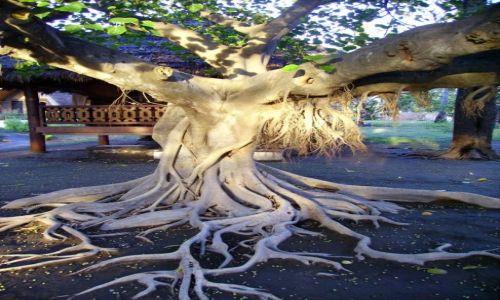 Zdjecie INDONEZJA / Gili Air / wysepka Gili Air / tajemnicze drzewo