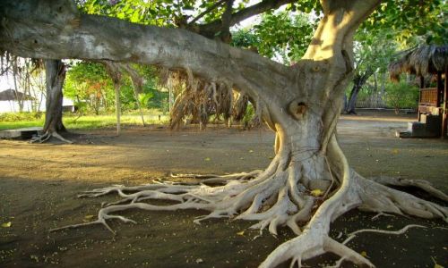 Zdjcie INDONEZJA / Gili Air / wysepka Gili Air / tajemnicze drzewo dla Sybilli1