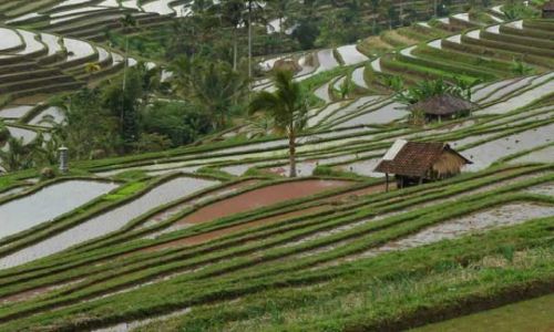 Zdjecie INDONEZJA / Bali / centrum wyspy / Pola ryżowe