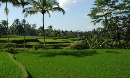 Zdjecie INDONEZJA / Bali / centrum wyspy / Pola ryżowe