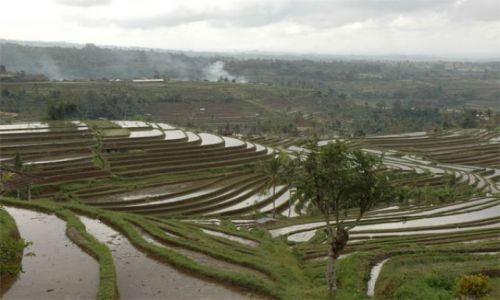 Zdjecie INDONEZJA / Bali / okolice Ubud / Pola ryżowe
