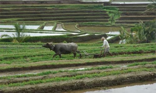Zdjęcie INDONEZJA / Bali / centrum wspy / Pola ryżowe
