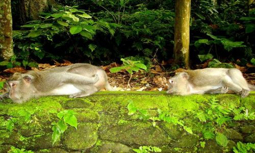 Zdjcie INDONEZJA / Bali / Ubud - Monkey Forest / w kolejce ...