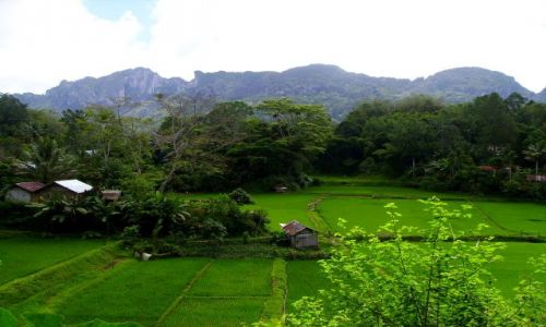 Zdjęcie INDONEZJA / Sulawesi Południowe / wioska Lemo / widok na pola ryżowe - koło Lemo