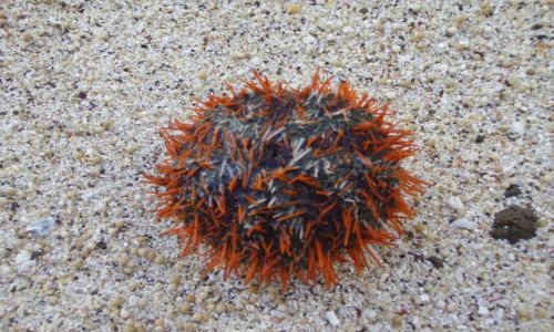 Zdjecie INDONEZJA / wyspa Lombok / wioska Kuta Beach / kujacy jeowiec