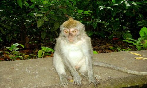 Zdjecie INDONEZJA / Bali / okolice Ubud - Monkey Forest / zezowaty makak - mo zrobi te karier - jak opos?