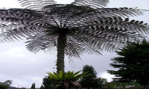 Zdjecie INDONEZJA / Bali / rodkowe Bali / palma jak nie palma......