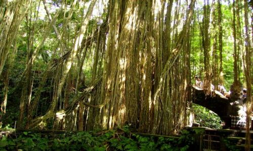 Zdjęcie INDONEZJA / Bali / okolice Ubud - Monkey Forest / mostek przez środek drzewa