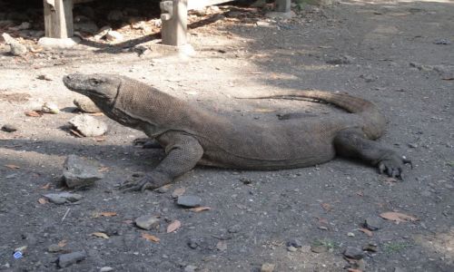 Zdjcie INDONEZJA / - / Komodo / Waran