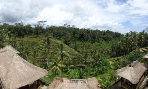 Zdjęcie INDONEZJA / BALI / TAMPAKSIRING / POLA RYŻOWE